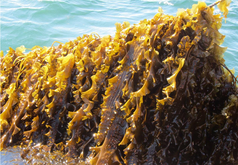 Algas marinas para reducir significativamente las emisiones de