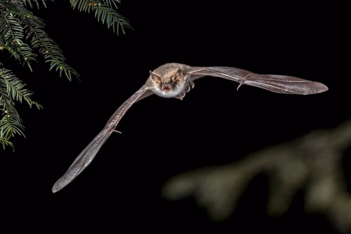 Las palas de los aerogeneradores matan más murciélagos que aves en España
