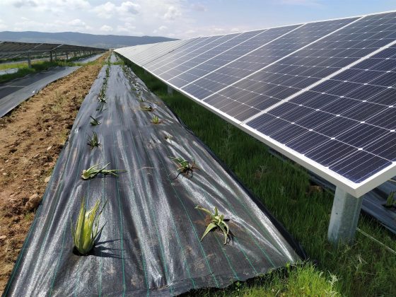 Planta fotovoltaica de Valdecaballeros. FOTO: Endesa
