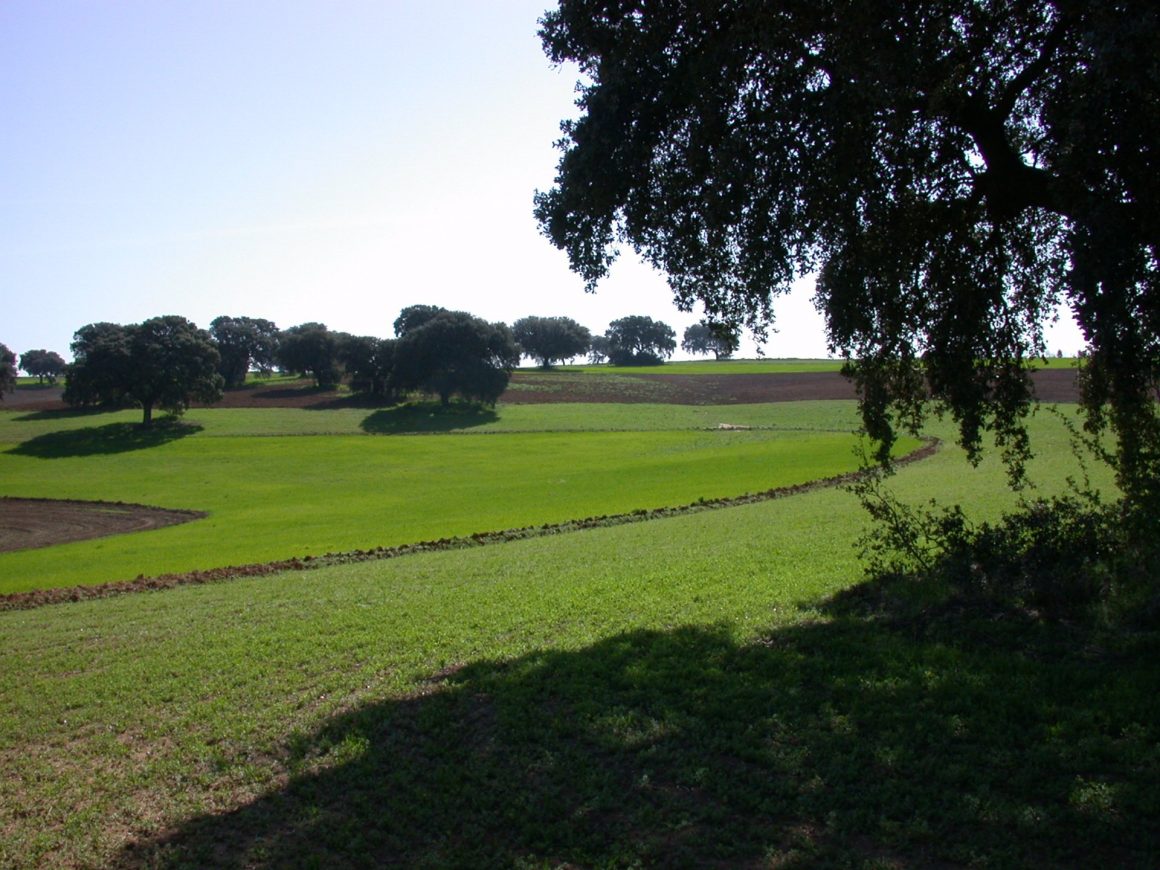 Imagen de archivo de una explotación de agricultura ecológica. FOTO: Junta de Andalucía