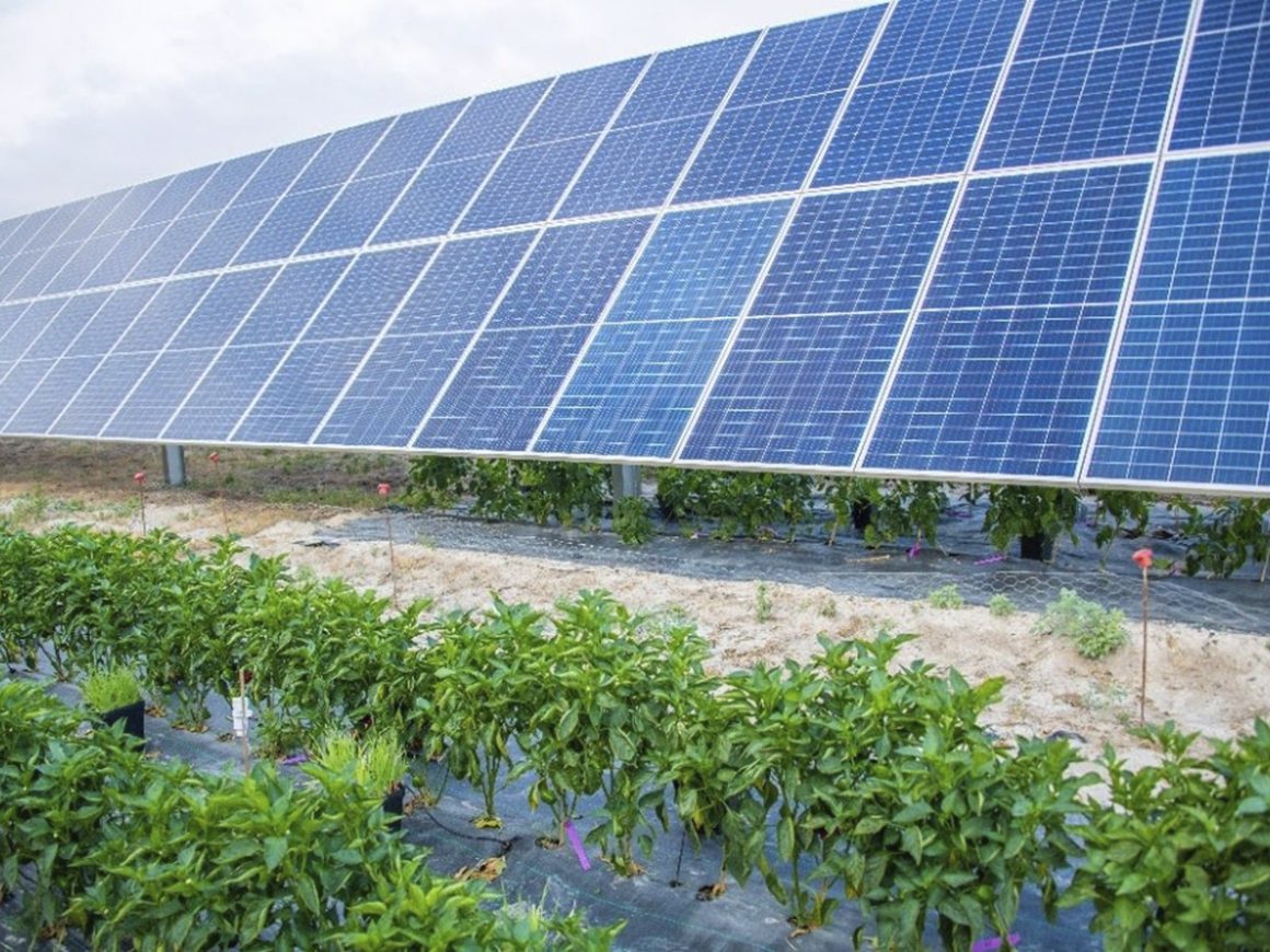 Instalación solar de Endesa. FOTO: Endesa
