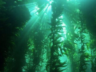 La mayoría de los bosques de algas en las costas del mundo están luchando debido al cambio climático, pero una franja de bosques de algas en la Patagonia ha estado prosperando. Su éxito se debe a las rachas de frío marino. FOTO: NOAA