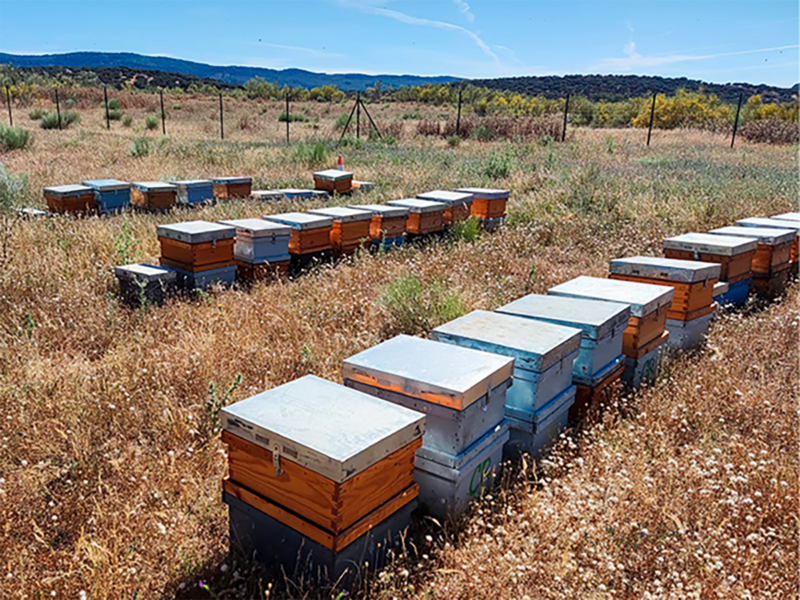 La primera miel solar ecológica del mundo en la fotovoltaica de Campo Arañuelo. FOTO: Iberdrola