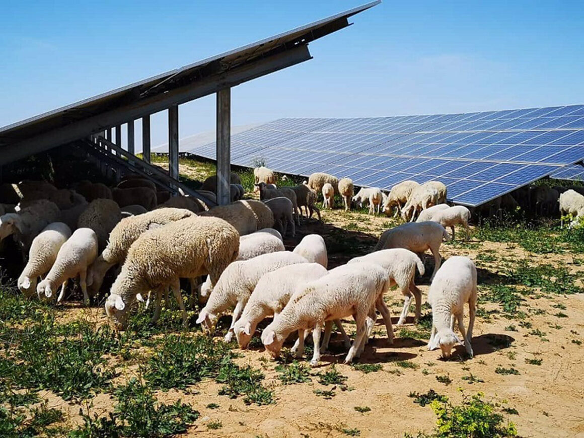 Ovejas en la planta fotovoltaica de Campo Arañuelo III (Cáceres). FOTO: Iberdrola