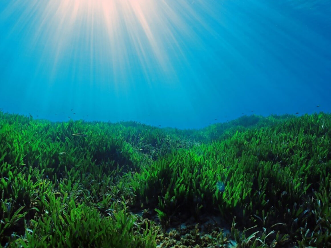 El proyecto Prométhée-Med para la contabilidad del carbono en el mar busca apoyar la acción climática al ritmo requerido por la ciencia. FOTO: EcoAct