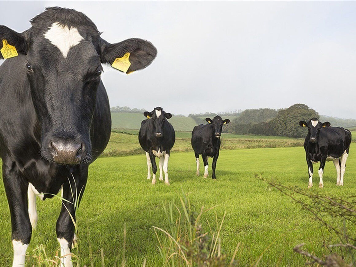 Vacas lecheras en Asturias